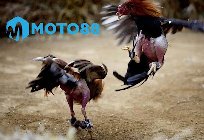 Moto88 - Nhà Cái Moto88 - Moto88 Casino